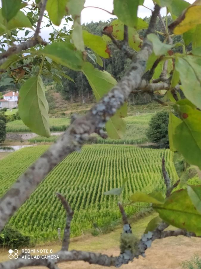 Casa Das Japoneiras Paredes de Coura Εξωτερικό φωτογραφία